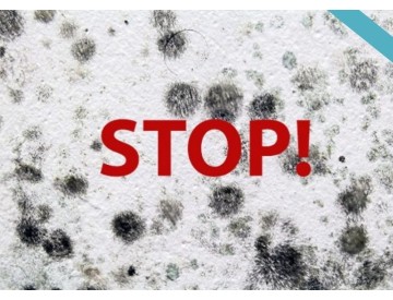 Zbavte se plísní v domě